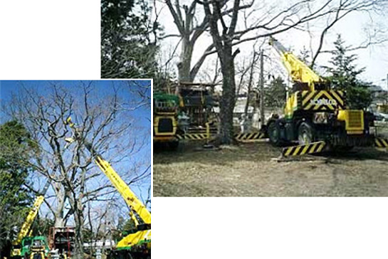 八ヶ岳エリアでの高木伐採事例